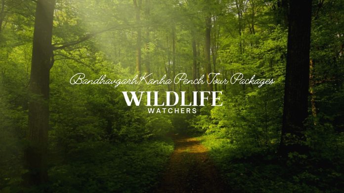 Bandhavgarh Kanha Pench Tour Packages for True Wildlife Lovers