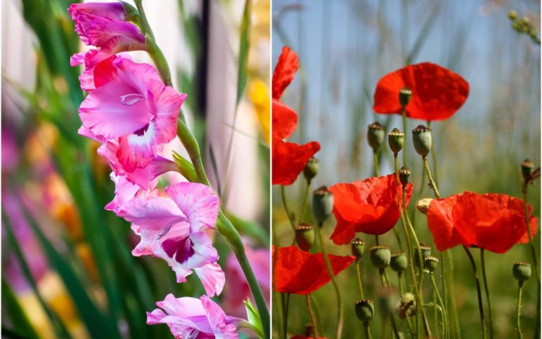 What Qualities do Gladiolus and Poppy Symbolize?