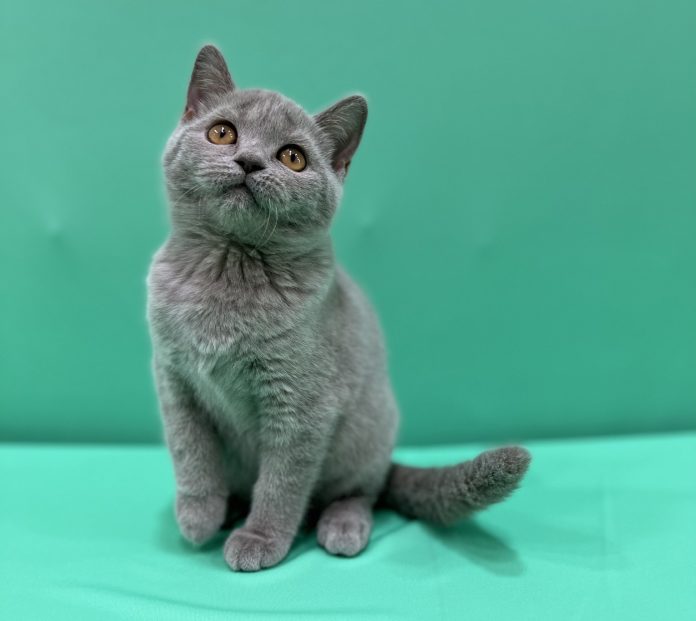 Cat adoption in UAE